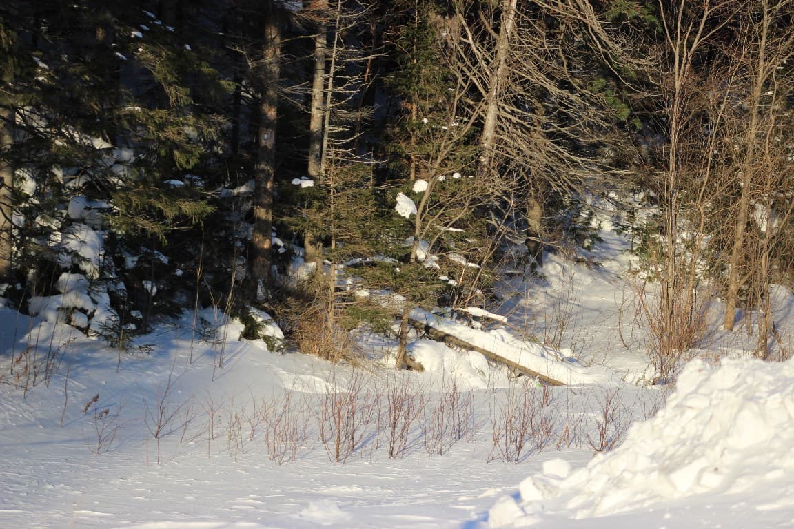 Январь, Городские леса, зима, Ханты Мансийск