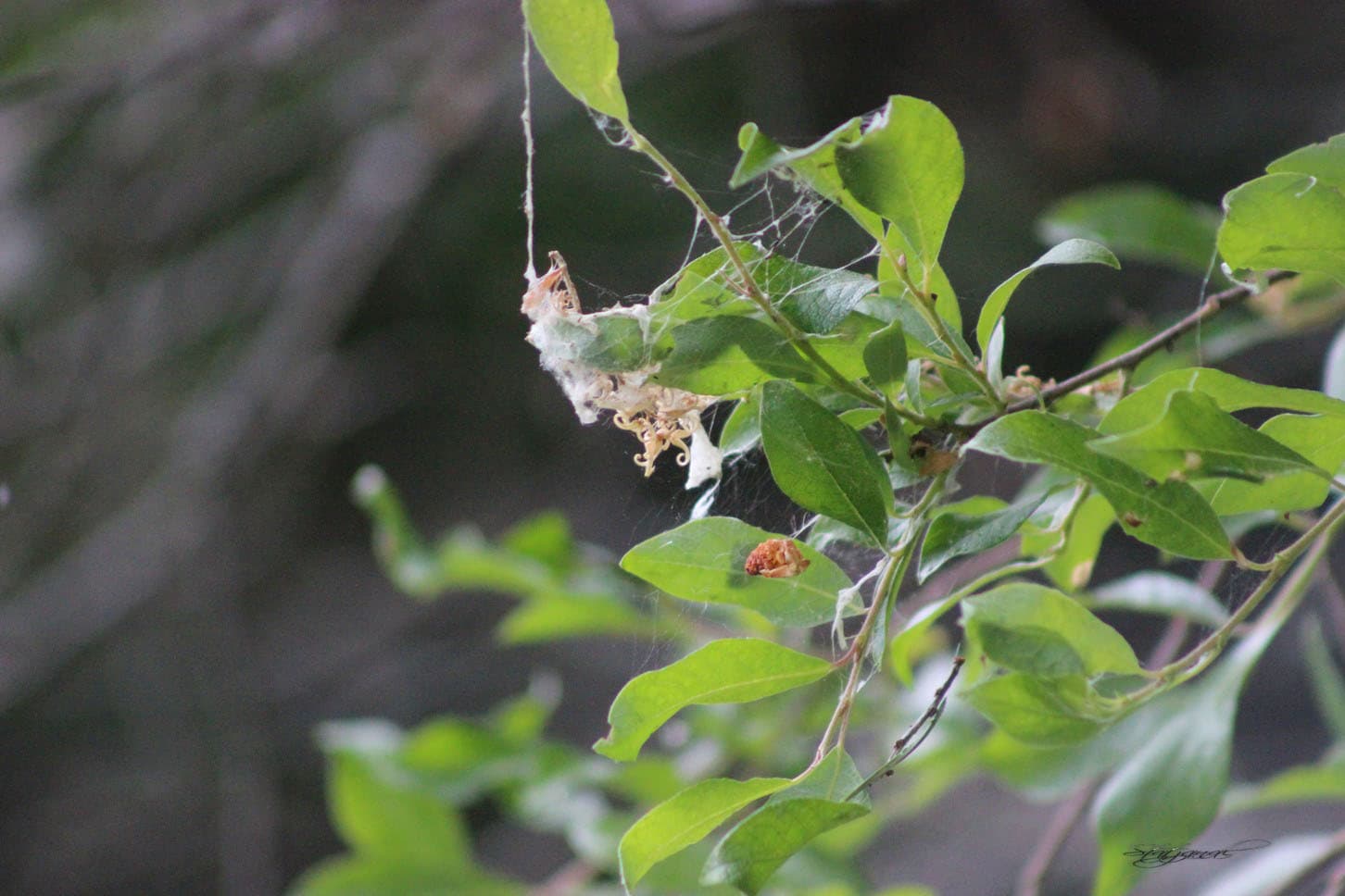 род Salix (семейство Salicaceae)