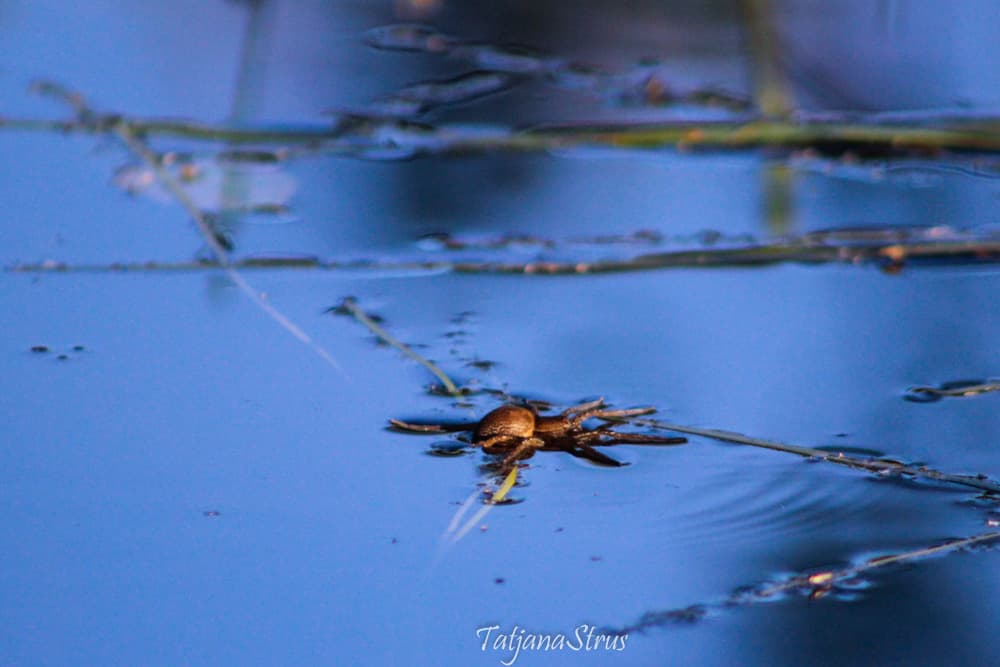 dolomedes