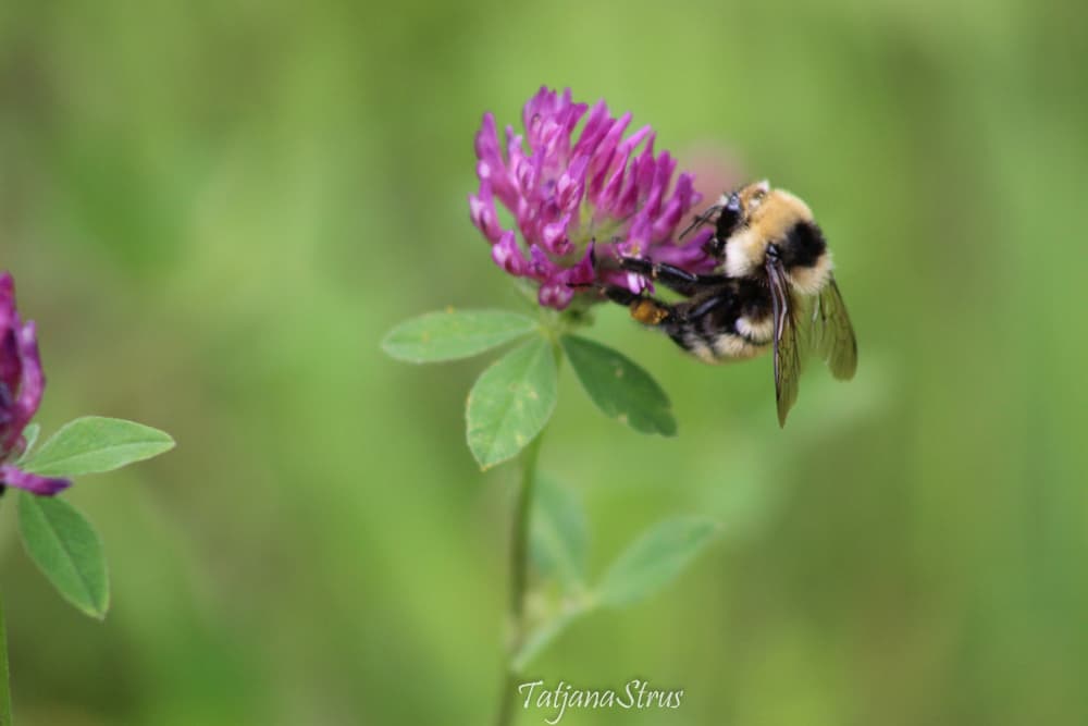 Bombus