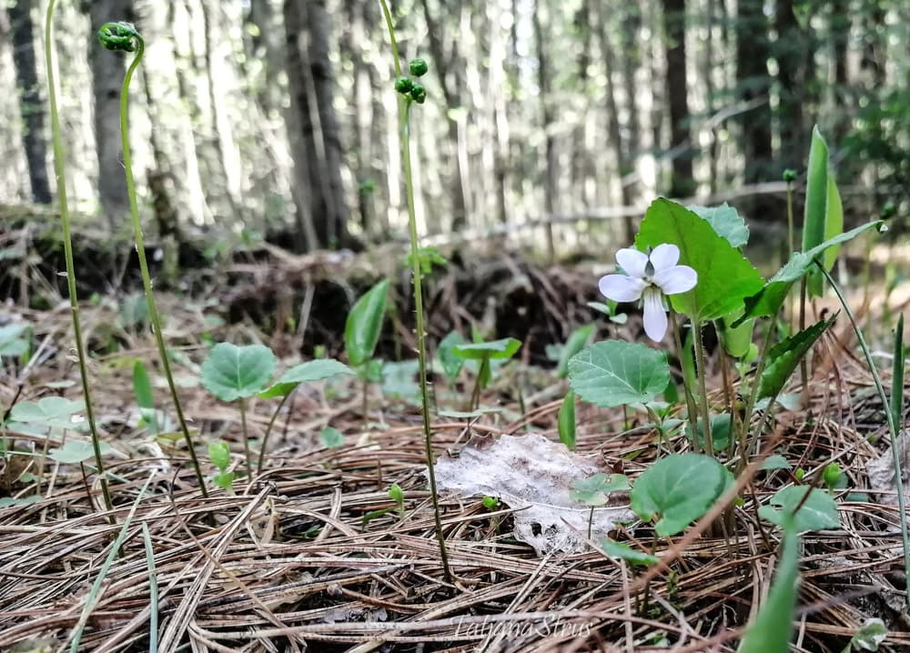 селькирка