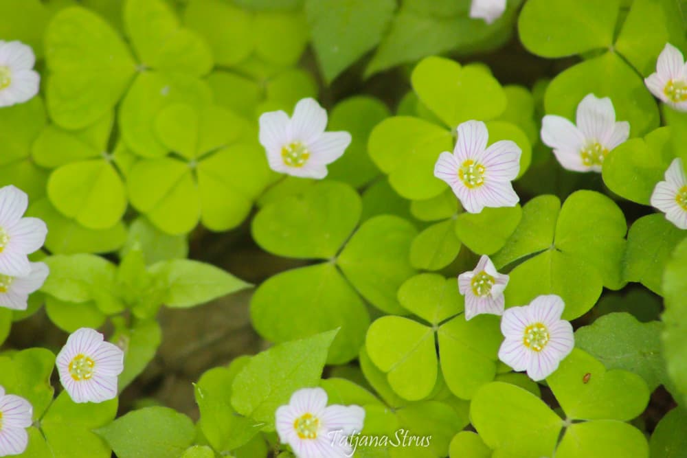 Oxalis acetosella