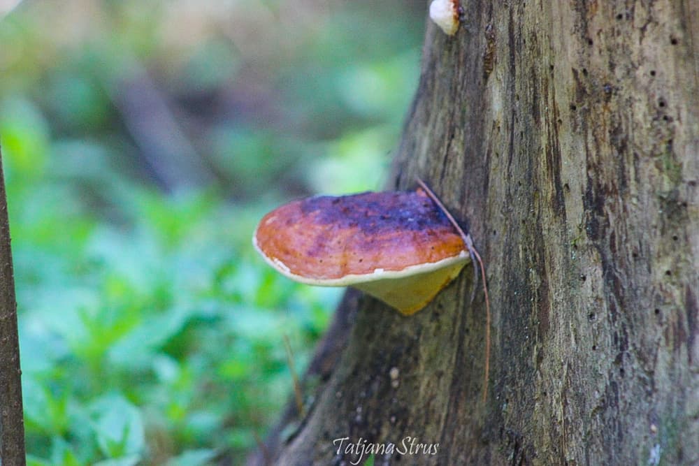 Fomitopsis pinicola