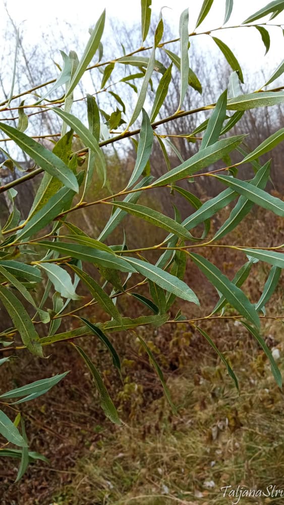 Salix purpurea