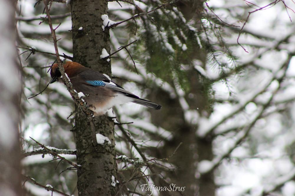 Garrulus glandarius