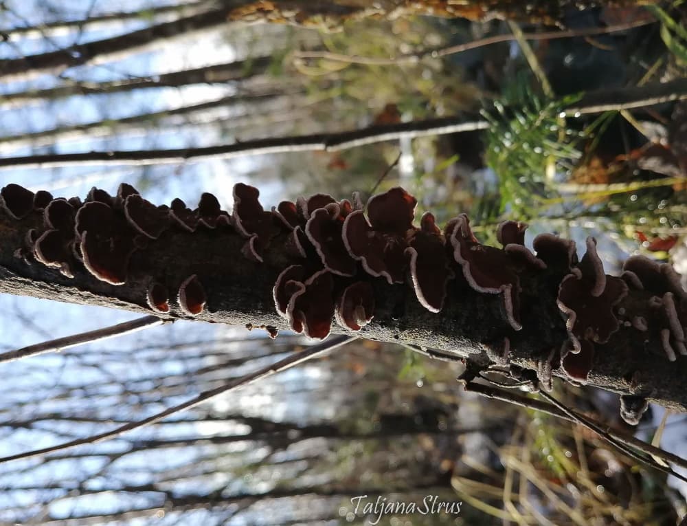 Chondrostereum purpureum