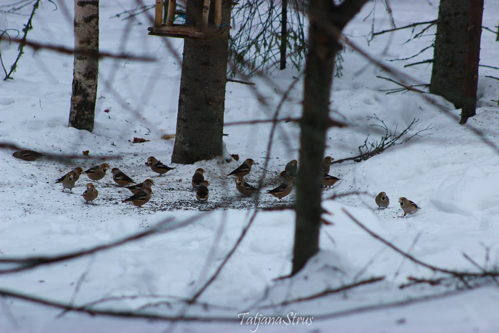 Coccothraustes coccothraustes