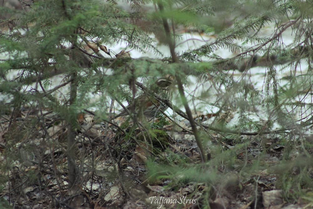 Turdus iliacus