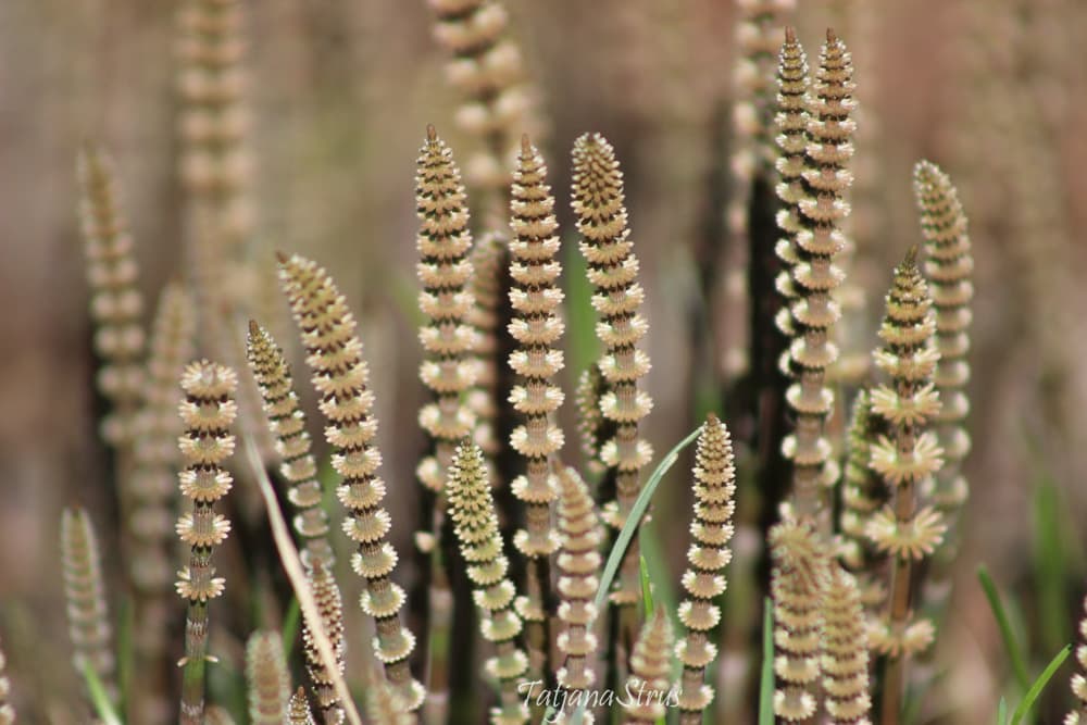 Equisetum pratense