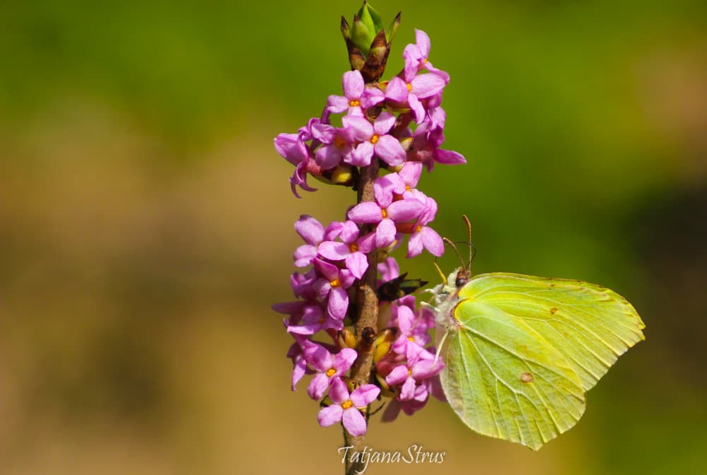 Gonepteryx rhamni