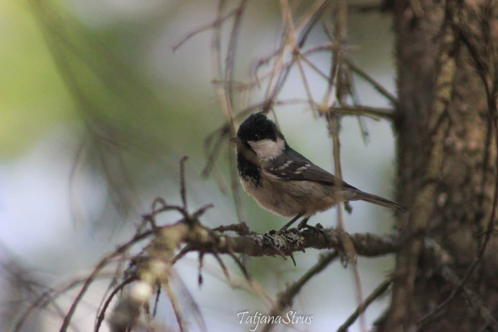 Periparus ater