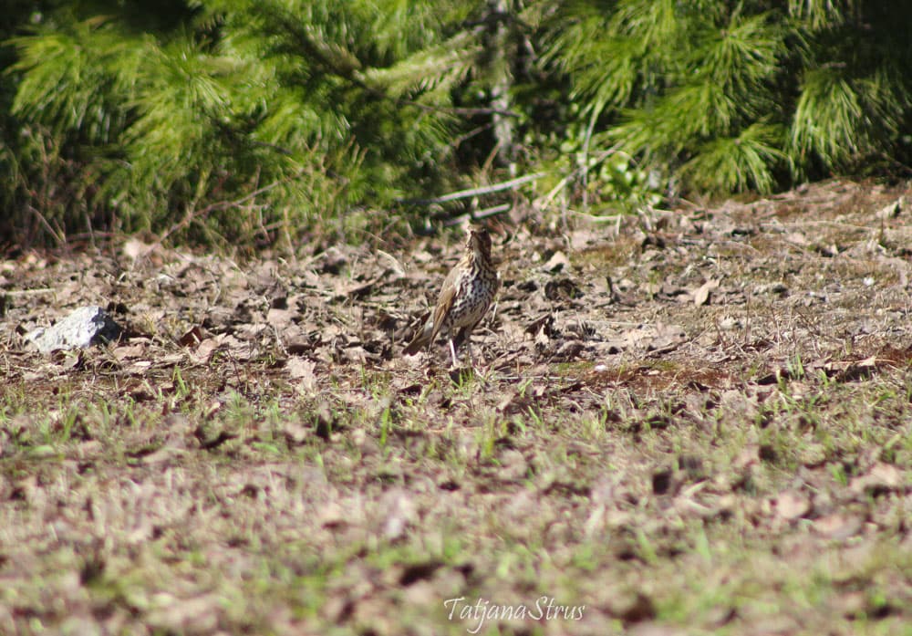 Turdus philomelos