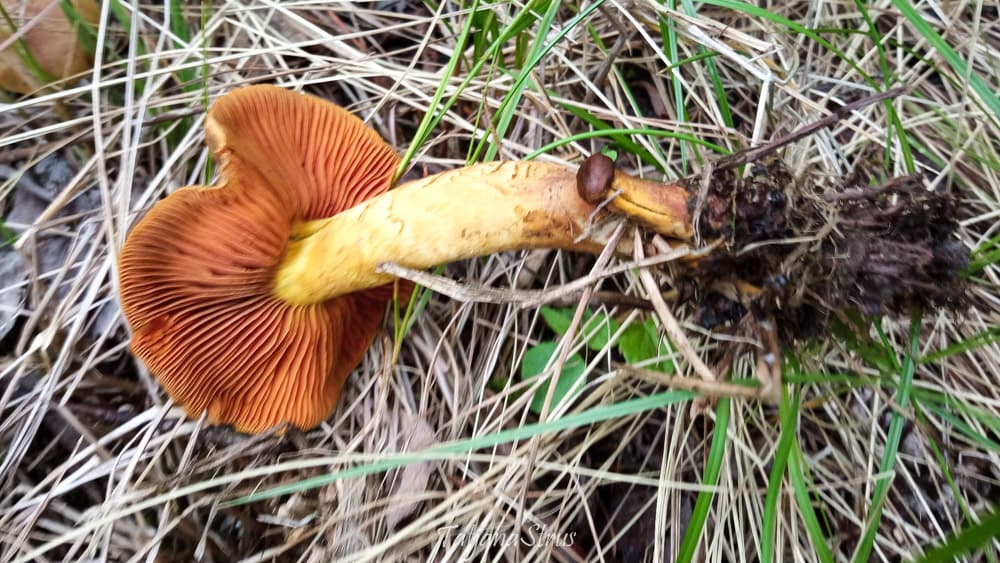 Cortinarius malicorius