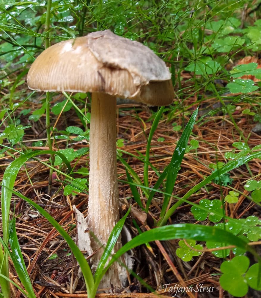 Amanita submembranacea