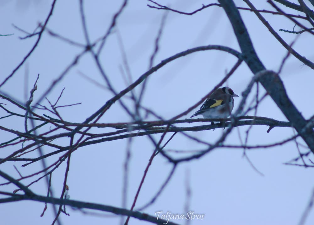 Carduelis carduelis