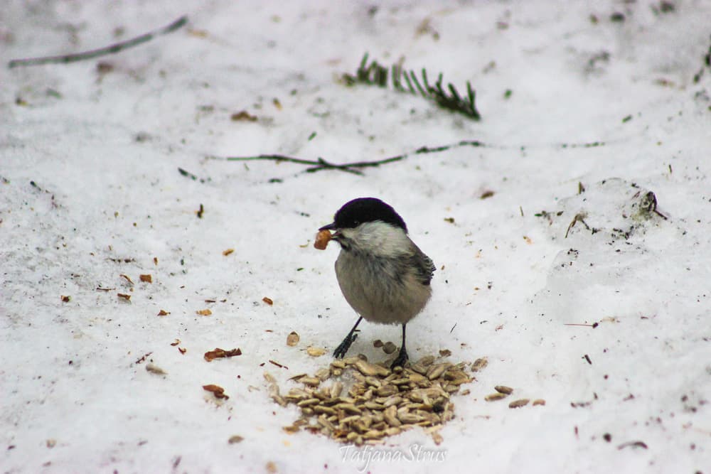 Poecile montanus