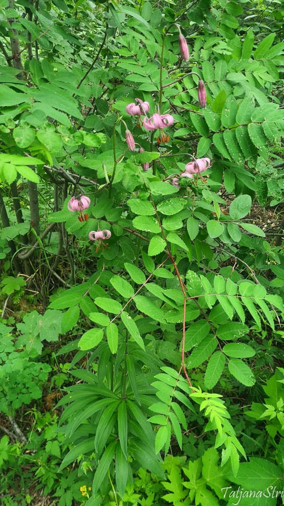 Lilium martagon var. pilosiusculum