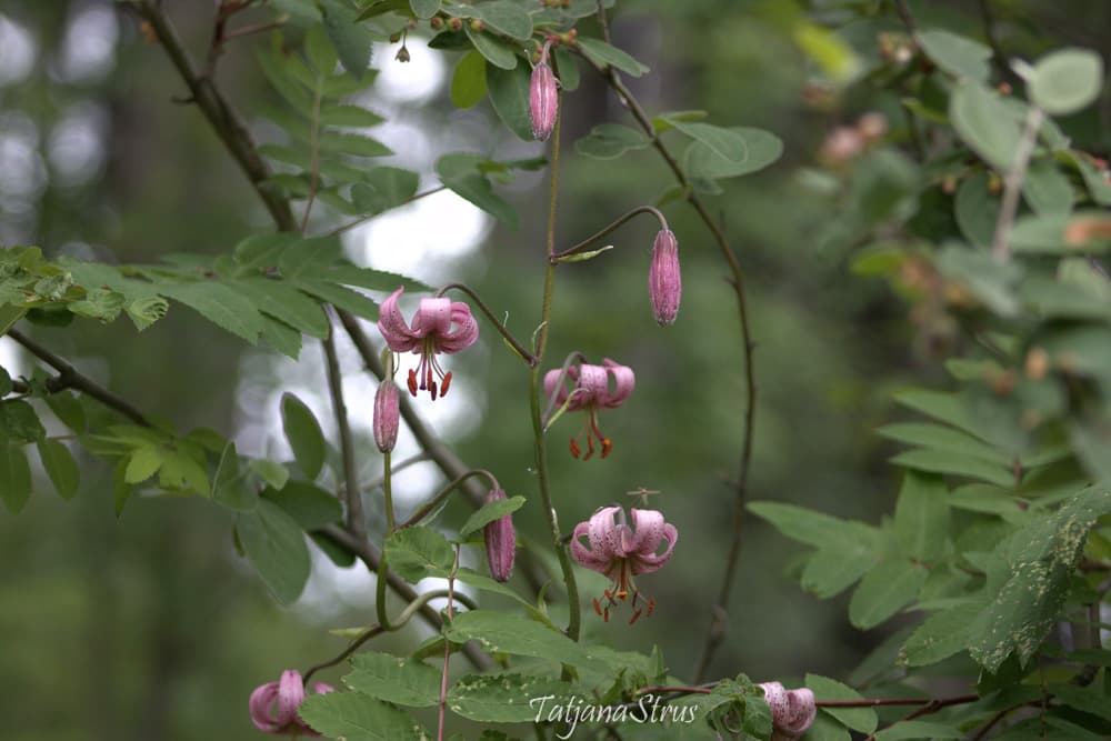 Lilium martagon var. pilosiusculum