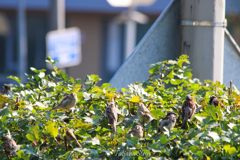 Passer domesticus