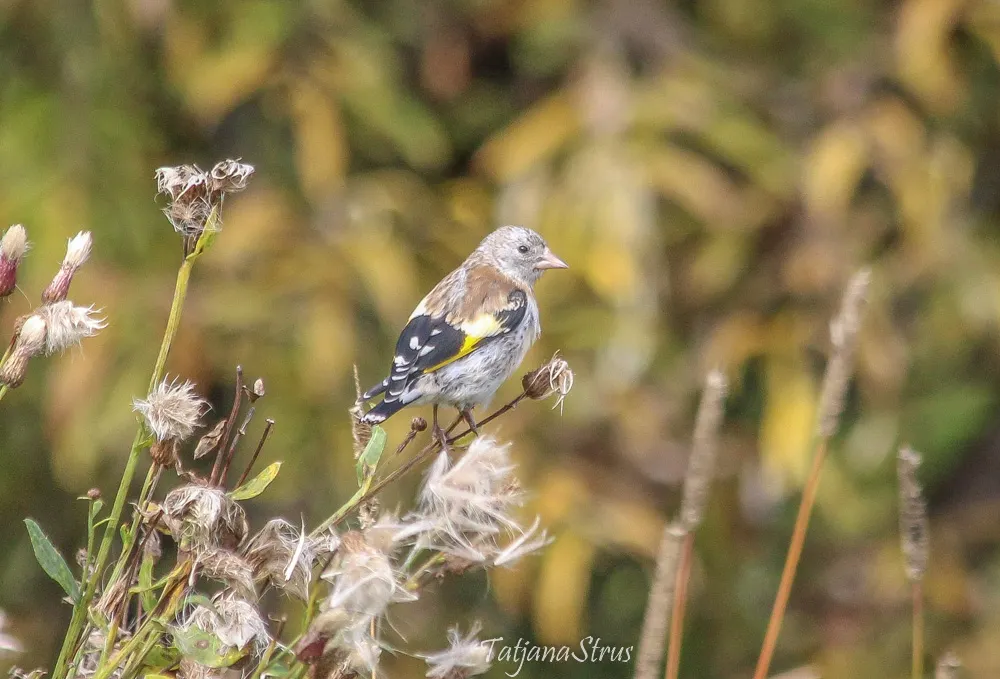 Carduelis carduelis