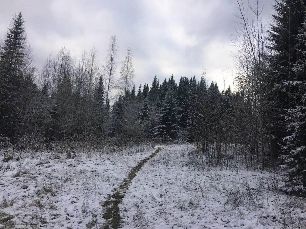 Тайга, ручей, осень