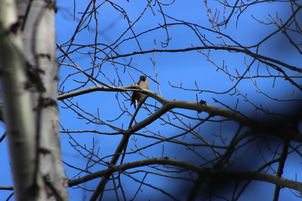 Coccothraustes coccothraustes