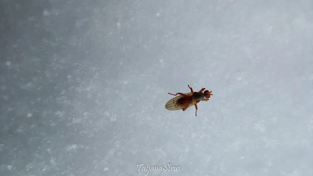 Heleomyzidae