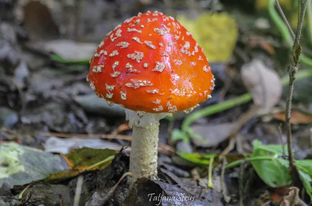 Amanita muscaria