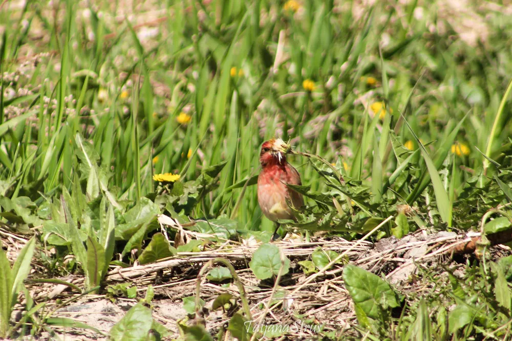Carpodacus erythrinus