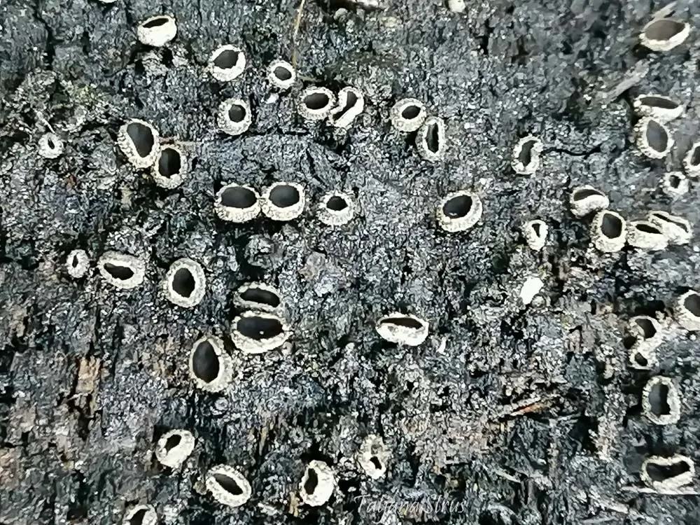 Sclerencoelia pruinosa